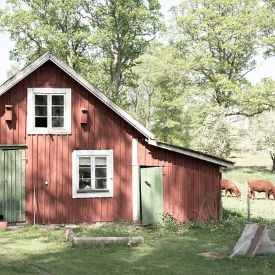 Red swedish chicken farm