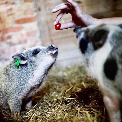 Schweine füttern, Schweden mit Kindern