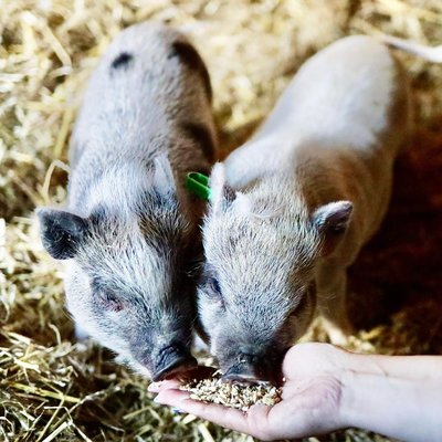 Baby pigs Maja and Mimmi